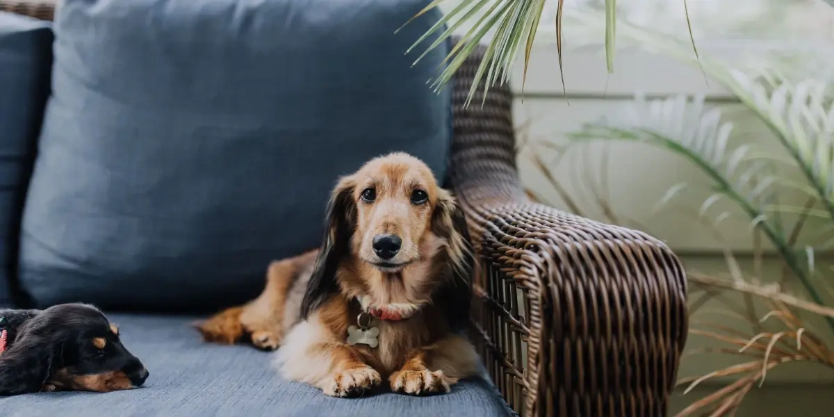 Træt af hundehår i sofaen? Her er 7 ting du kan gøre