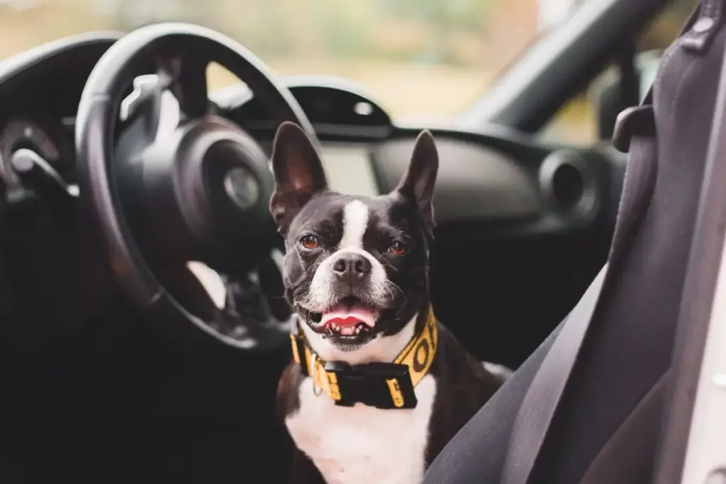 Kør selv ferie med hunden - hvad skal du være opmærksom på, og hvordan får du den bedste tur?