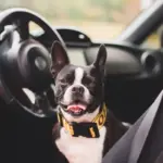 Kør selv ferie med hunden - hvad skal du være opmærksom på, og hvordan får du den bedste tur?