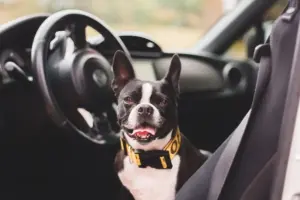 Kør selv ferie med hunden - hvad skal du være opmærksom på, og hvordan får du den bedste tur?