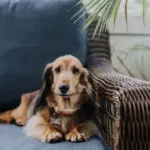 Træt af hundehår i sofaen? Her er 7 ting du kan gøre